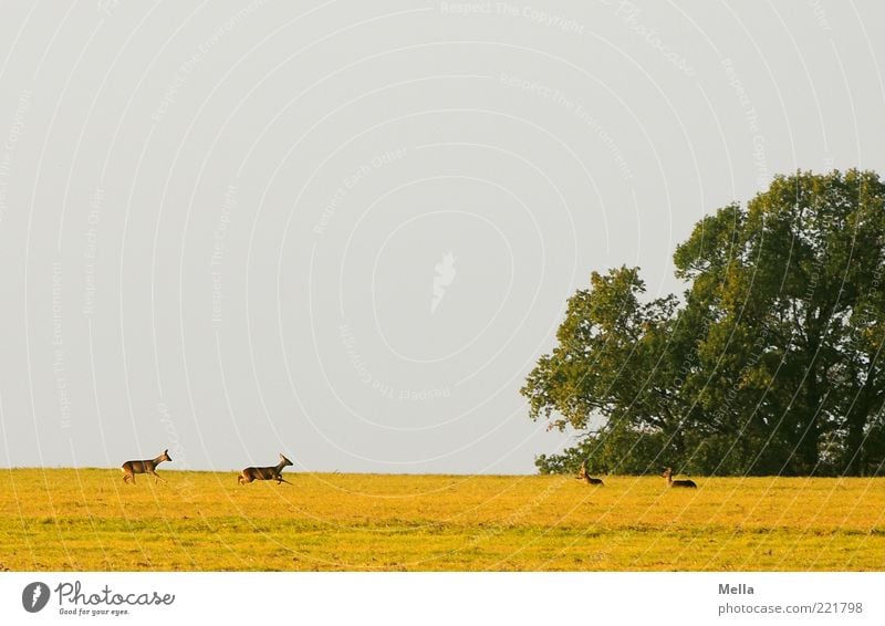 The couriers of the deer Environment Nature Landscape Animal Meadow Field Wild animal Roe deer 4 Group of animals Walking Lie Free Natural Together Horizon