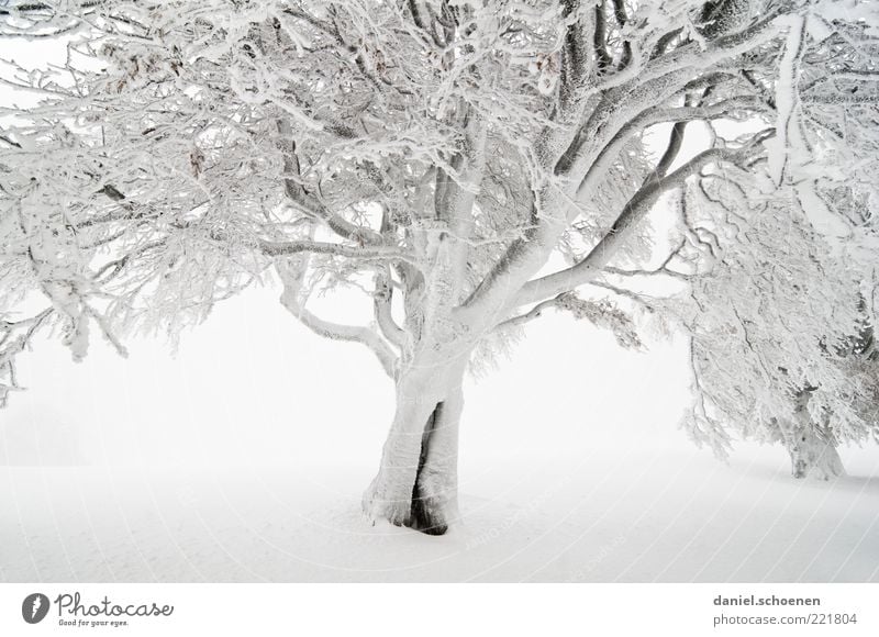 magic forest Winter Snow Environment Nature Climate Fog Ice Frost Tree Bright White Black Forest Beech tree Branch Subdued colour Deserted Winter mood