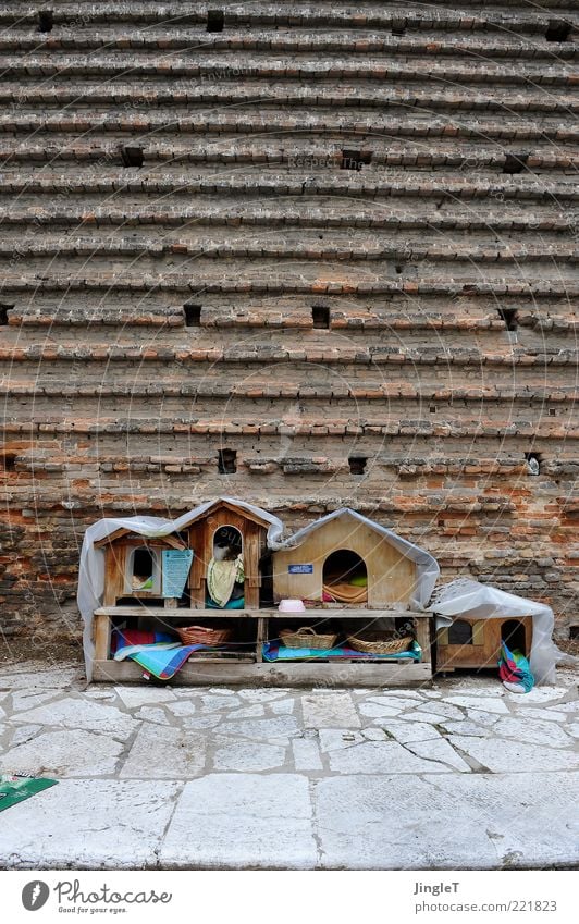 urban cement Facade Animal Cat 2 Brown Red Colour photo Exterior shot Deserted Copy Space top Day Central perspective Exceptional House (Residential Structure)