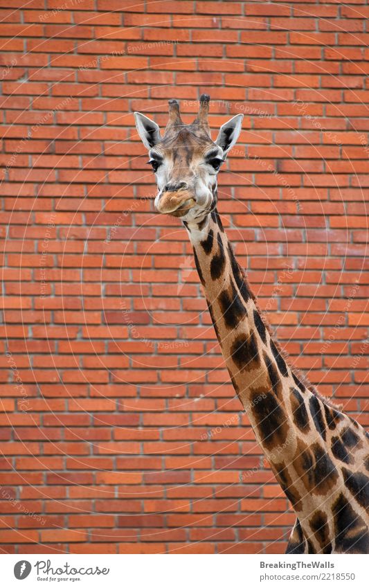 Giraffe over brick wall close up Animal Wild animal Animal face Zoo Mammal 1 Brown Orange Colour Brick Brick wall Town City Symbols and metaphors Hello Emotions