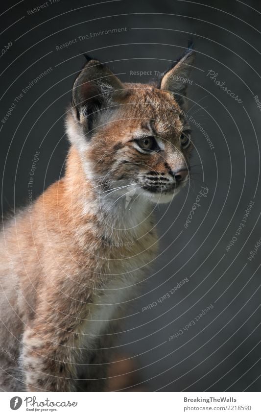 Eurasian lynx kitten close up portrait Animal Wild animal Animal face Zoo Lynx eurasian lynx Mammal Carnivore Kitten Wild cat Cat Baby animal 1 Cute Small Dark