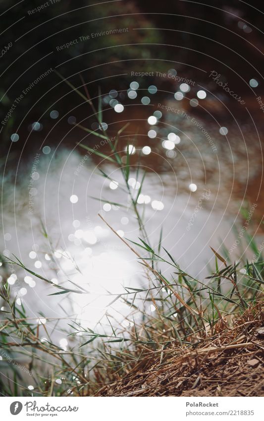 #A# Oasis Nature Esthetic River bank Decent Grass Coast Lakeside Water Blur Meadow Dreamily Colour photo Subdued colour Exterior shot Close-up Detail