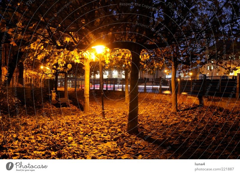 autumnal Nature Autumn Tree Leaf Park Capital city Lanes & trails Yellow Gold Romance Loneliness Idyll Seasons Colour photo Exterior shot Deserted Evening