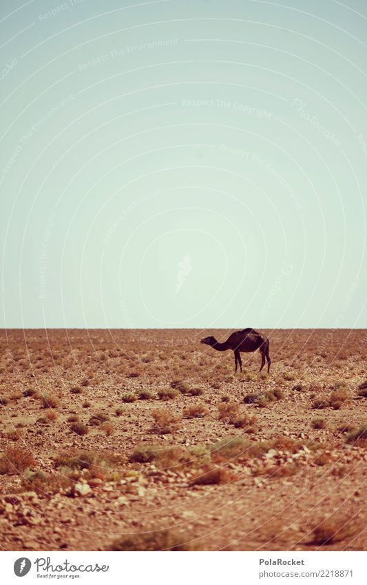 #A# Desert animal Landscape Esthetic Warmth Camel Dromedary Desert plant Climate change Animal Loneliness Morocco Colour photo Multicoloured Exterior shot