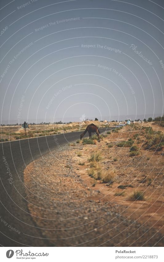 #A# Camel to street Landscape Esthetic Street Morocco Desert Colour photo Multicoloured Exterior shot Detail Deserted Copy Space left Copy Space right