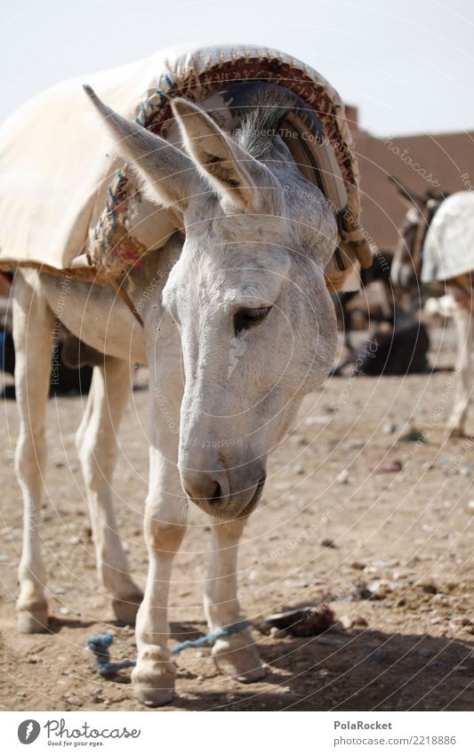 #A# Donkey Art Esthetic Dog-ear Donkey foal White Sadness Comfortable animal market Colour photo Subdued colour Exterior shot Detail Experimental Deserted