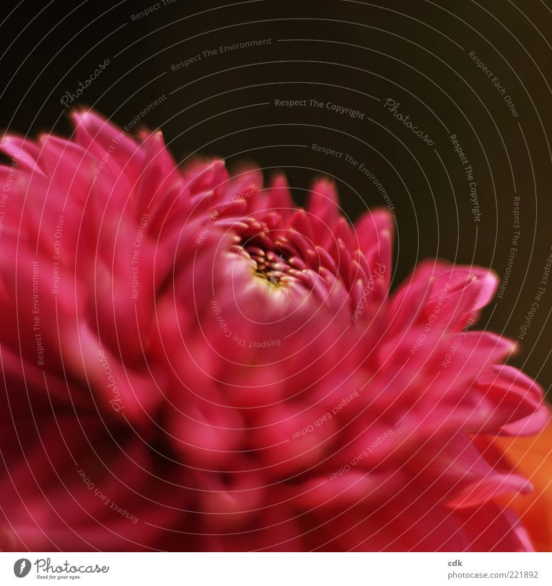 Pink beauty | blossom | flamenco! Nature Plant Blossom Esthetic Elegant Life pretty Transience Chrysanthemum Flower Red Blossom leave Delicate Colour photo