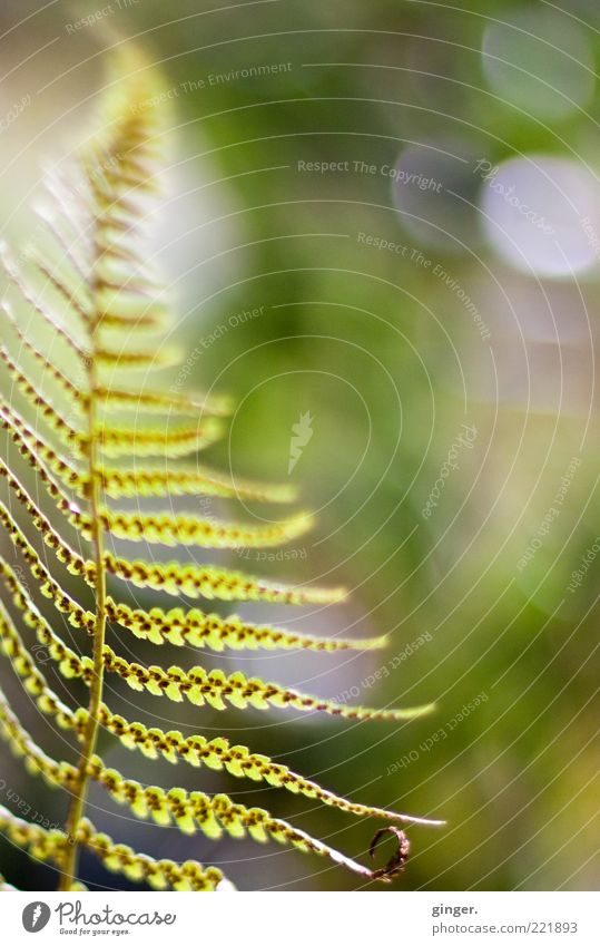 Late summer (memory) Environment Nature Plant Summer Weather Beautiful weather Fern Foliage plant Bright Green Easy Ease Point Blur Deserted Fern leaf