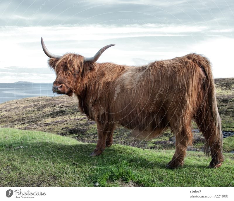 lowrider Meadow Coast Farm animal Cow 1 Animal Observe Scotland Posture Antlers Brown Pelt Bushy Highland cattle Colour photo Exterior shot Deserted