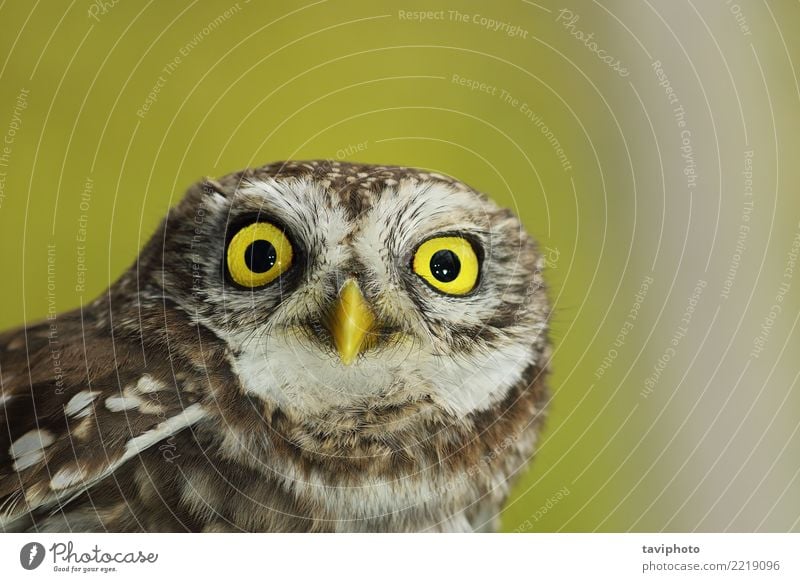 closeup of beautiful Athene noctua Beautiful Winter Nature Landscape Animal Forest Bird Small Natural Cute Wild Brown Yellow White Wisdom Owl athene wildlife