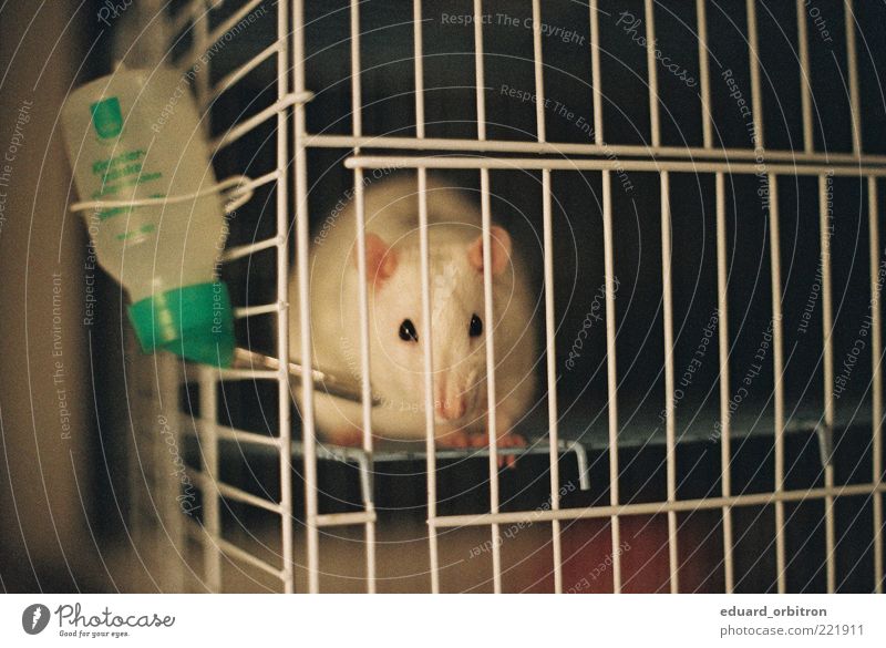 occupant Water Pet Pelt Rat 1 Animal Captured Cage Grating Loneliness Colour photo Subdued colour Interior shot Close-up Deserted Evening Artificial light Light