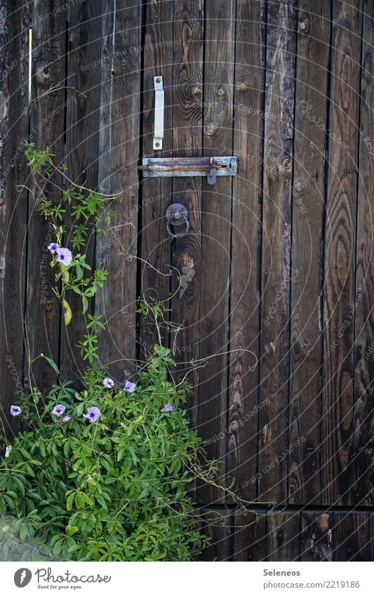 Closed today for greenery Environment Nature Spring Summer Flower Leaf Blossom Foliage plant Exotic Garden Park Door Lock Natural Rust Colour photo