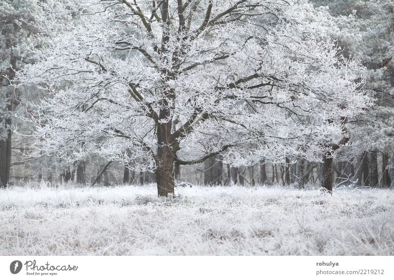 frost on oak tree in winter Vacation & Travel Winter Snow Nature Landscape Plant Weather Beautiful weather Ice Frost Tree Grass Forest Bright White rime cold