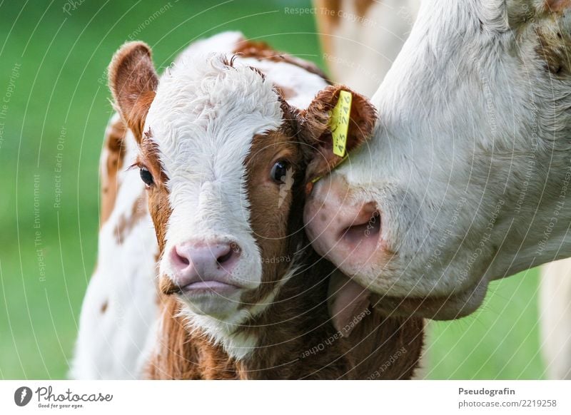 Calf with cow Farm animal Cow 2 Animal Baby animal Animal family Touch Kissing Love Friendliness Happiness Happy Cuddly Curiosity Cute Contentment Trust Safety