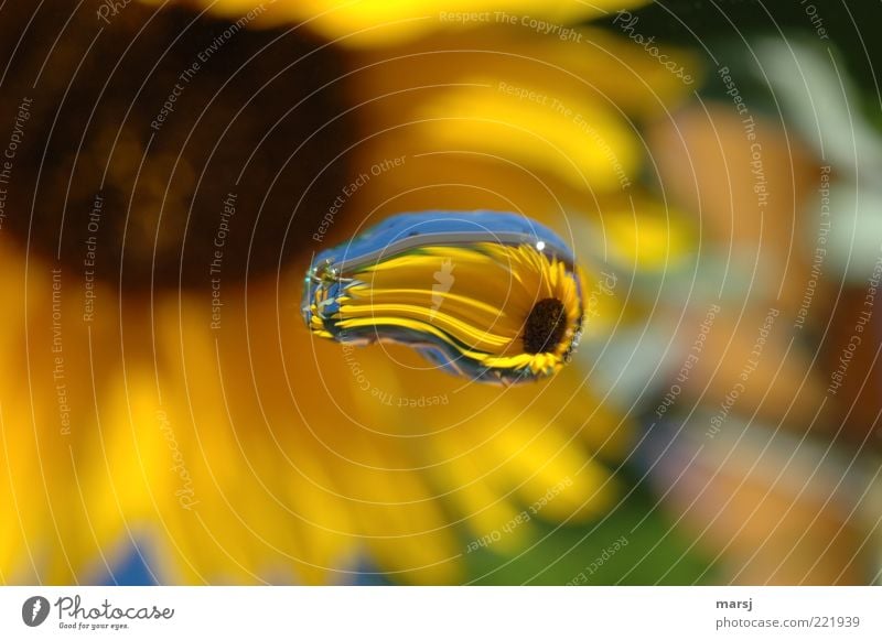 A sunflower reflected in a drop of water Sunflower bleed Blossoming Drops of water Agricultural crop Sunlight Nature Reflection garden happiness Plant Summer