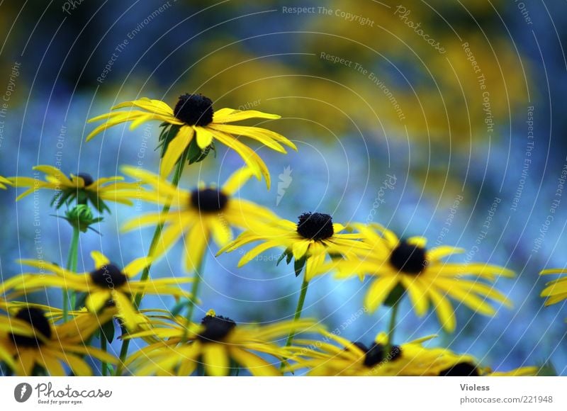 summer greeting Nature Plant Summer Flower Blue Yellow Spring fever Rudbeckia Colour photo Exterior shot Close-up Blur Shallow depth of field Blossom Deserted