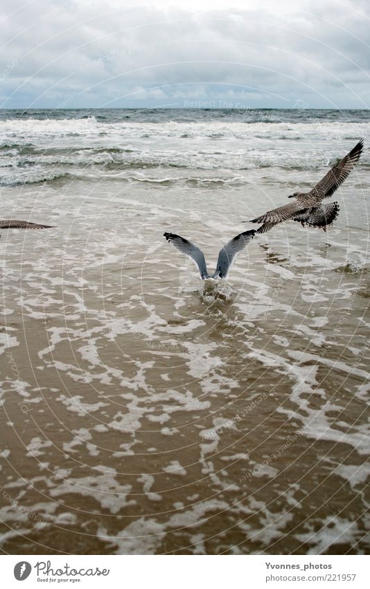 into the sea Far-off places Freedom Beach Ocean Waves Nature Sand Air Water Sky Clouds Horizon Weather Wind Coast Baltic Sea Lake Wing Movement Flying Wait