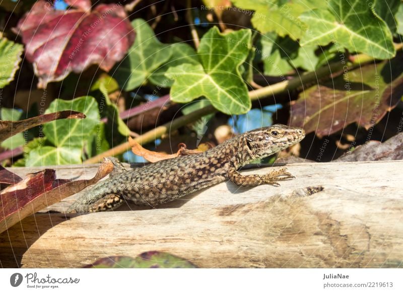 wall lizard on a trunk 1 Human being Leaf Wood Brown Italy Lizards Ruin lizard Tree trunk Colour photo Multicoloured Exterior shot Close-up Deserted