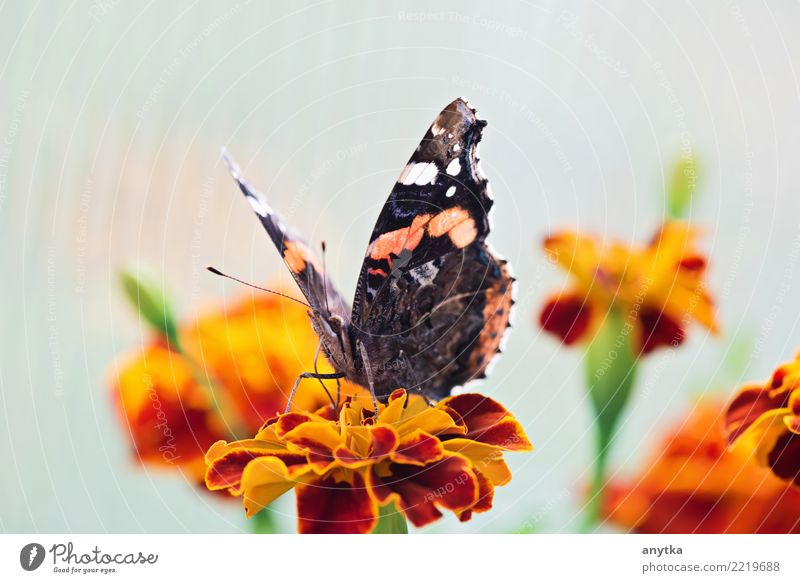 Butterfly Wing Macro (Extreme close-up) Close-up Nature Animal Black Spring Colour Multicoloured Light (Natural Phenomenon) Single Summer Meadow flower Blossom