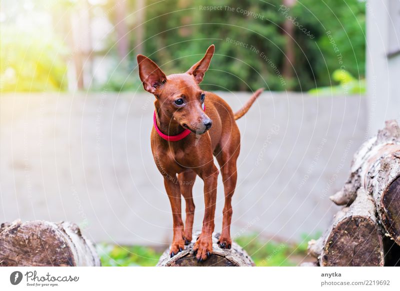 Portrait of red miniature pinscher dog Dog Miniature Miniature Schnauzer Red Pet Puppy Purebred Animal Domestic Cute Happy Small Portrait photograph Fur coat