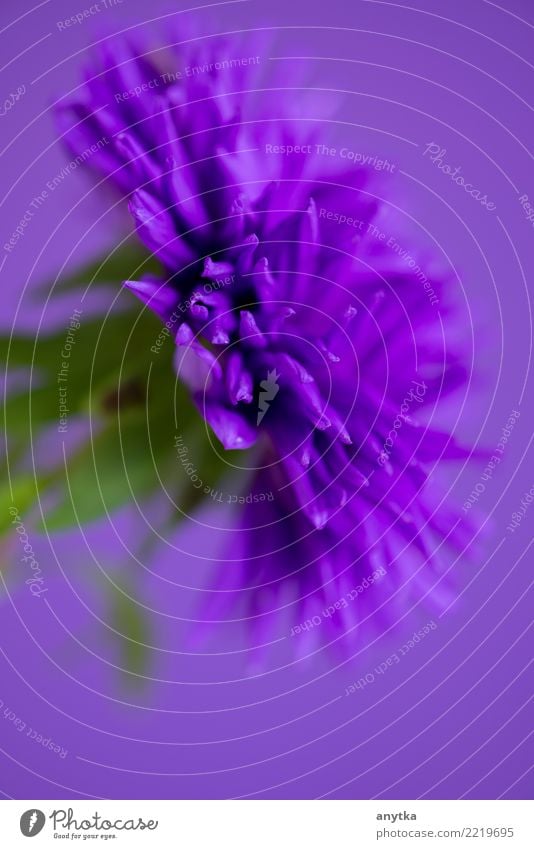 Close-up image of the flower Aster on purple background Flower Macro (Extreme close-up) Blossom leave Plant Nature Purple Bright Colour Floral Beautiful Natural