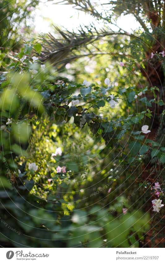 #A# Green Environment Nature Esthetic Virgin forest Foliage plant Make green Palm tree Blur Colour photo Subdued colour Exterior shot Detail Experimental