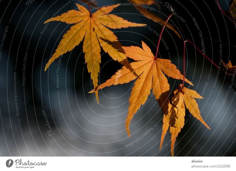 November light Environment Nature Plant Sunlight Autumn Beautiful weather Tree Leaf Illuminate Brown Yellow Gold Colour photo Exterior shot Light Contrast