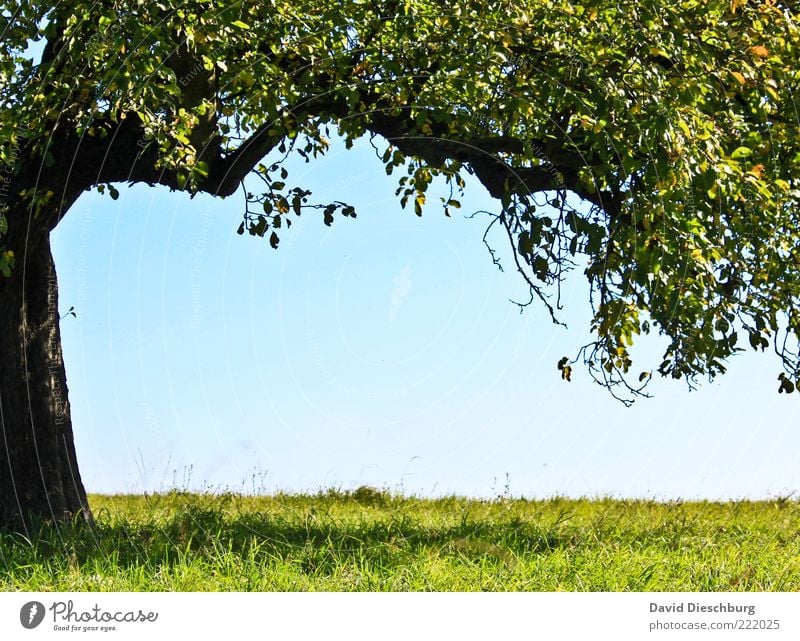 resting place Nature Plant Cloudless sky Summer Beautiful weather Tree Grass Leaf Foliage plant Blue Green Black Frame Tree trunk Branch Individual Summery