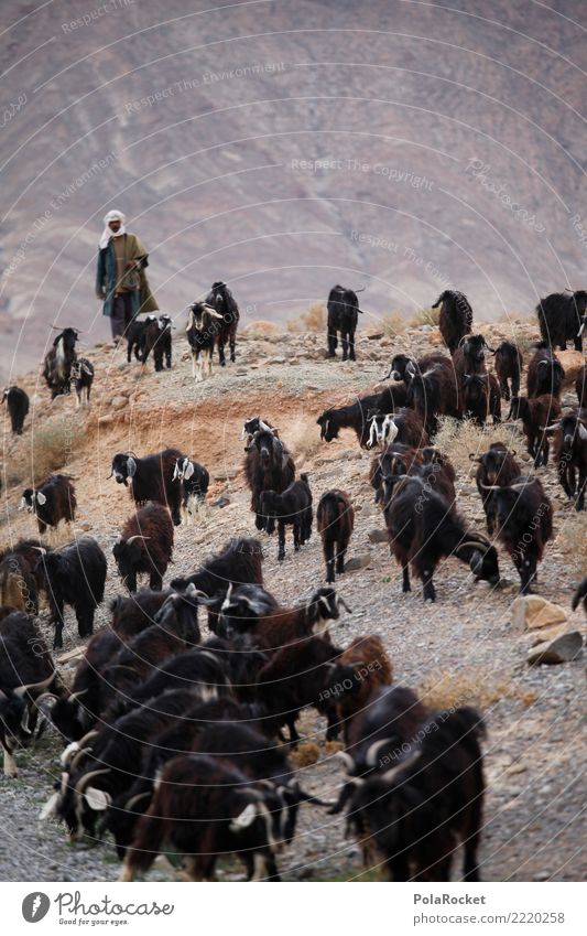 #A# Look at the herd Art Work of art Environment Esthetic Goats He-goat Goatskin Goat`s cheese Goatherd Goat herd Herd Morocco Colour photo Subdued colour