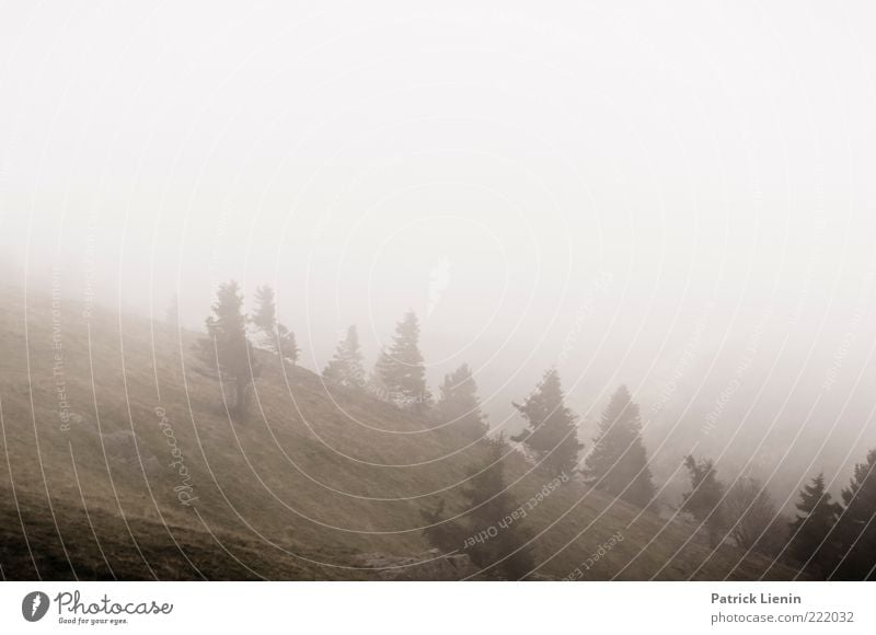 Grey days Environment Nature Landscape Plant Elements Air Sky Autumn Weather Bad weather Fog Tree Forest Hill Mountain Gray Moody Black Forest Fir tree Cold