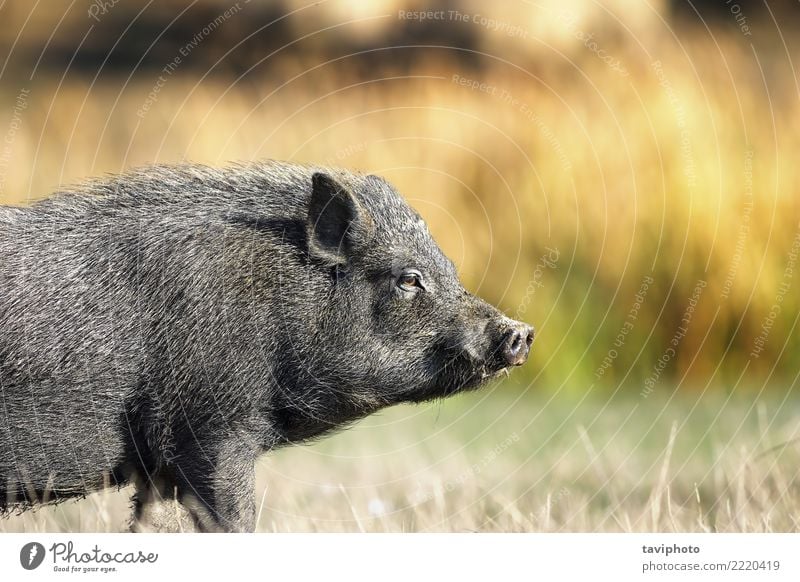 closeup of vietnamese black pig Environment Nature Animal Pet Dirty Free Small Funny Natural Cute Black Pork Pigs Farm Mammal Rural Vietnamese Agriculture fat