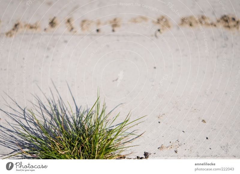 lawn edge Environment Plant Grass Leaf Foliage plant Stone Concrete Growth Power Tuft tufts Shallow depth of field Tuft of grass Grass tip Colour photo