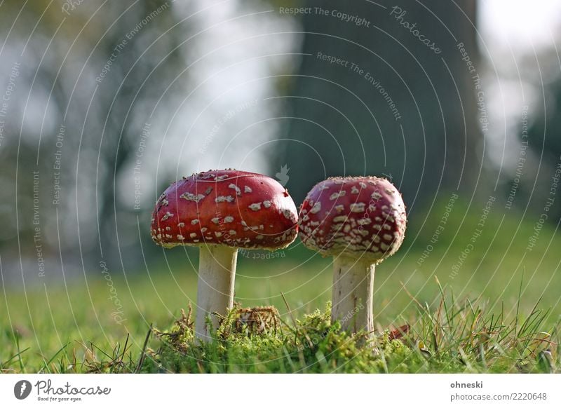 magic Environment Nature Autumn Meadow Red Mushroom Amanita mushroom Intoxicant Poison Colour photo Exterior shot Copy Space left Copy Space right