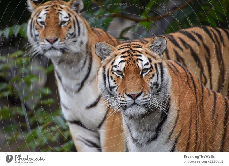 Couple of Amur tigers looking into camera Nature Animal Wild animal Animal face Zoo Tiger Siberian tiger Cat Mammal Carnivore Big cat Wild cat 2 couple