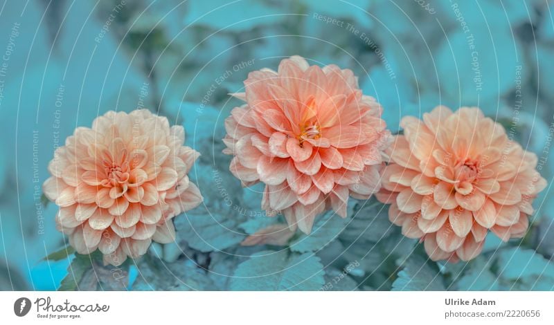 Three beauties Elegant Design Wellness Life Harmonious Well-being Contentment Relaxation Calm Meditation Arrange Decoration Wallpaper Thanksgiving Birthday