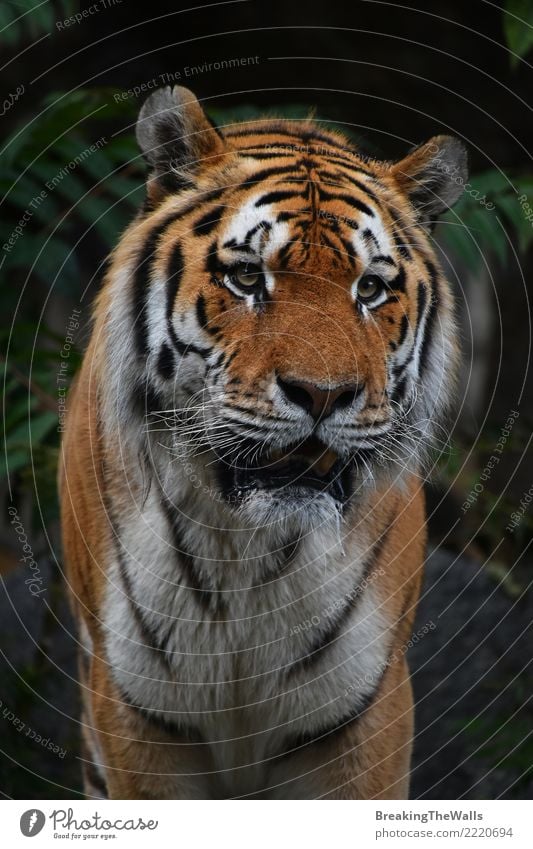 Close up portrait of Amur tiger male Nature Animal Wild animal Animal face Zoo Head Snout Eyes Tiger amur tiger siberian tiger Mammal Carnivore predator Cat