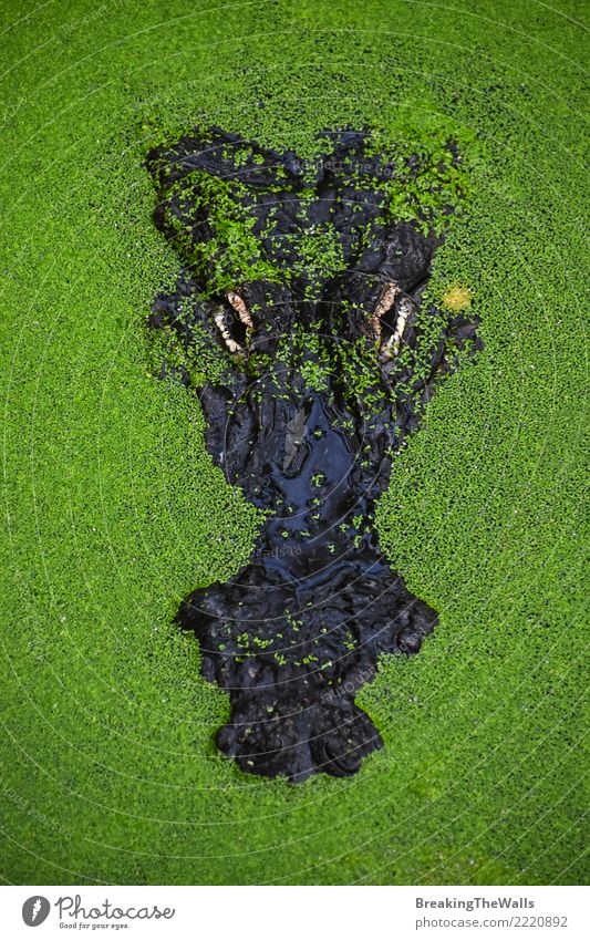 Close up portrait of crocodile in green duckweed Nature Animal Wild animal Animal face Zoo Aquarium Crocodile Alligator Amphibian 1 Aggression Hideous Green