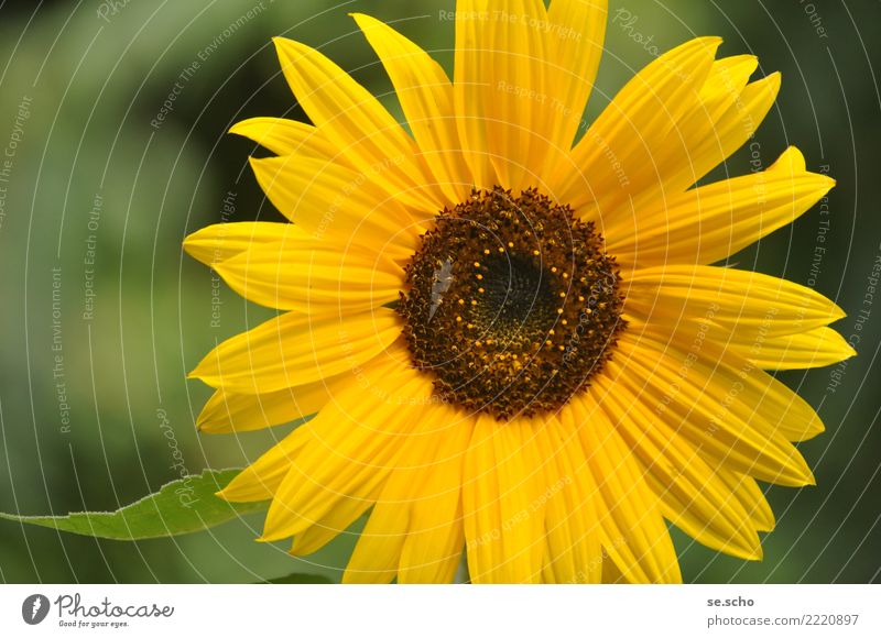 little sun Nature Plant Sun Summer Flower Foliage plant Garden Fragrance Simple Elegant Fresh Large Natural Beautiful Yellow Green Happy Happiness Sunflower