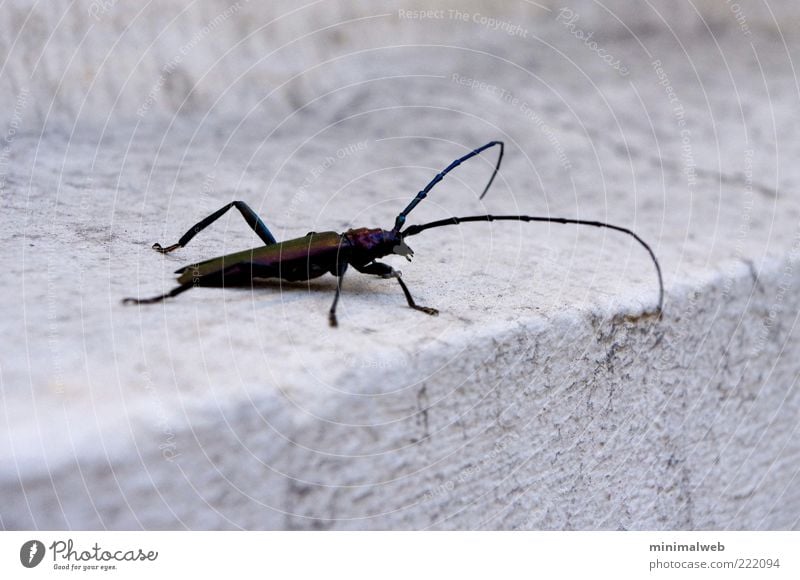 Huge Bug Animal Beetle 1 Crawl Large Black Bravery Curiosity Pride Fear Elegant Subdued colour Close-up Copy Space top Copy Space bottom Neutral Background Day