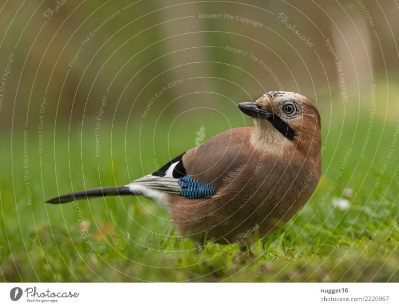 jays Environment Nature Animal Spring Summer Autumn Beautiful weather Plant Grass Garden Park Meadow Field Forest Wild animal Bird Animal face Wing Jay 1