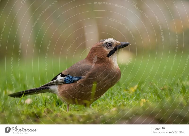 jays Environment Nature Animal Sunlight Spring Summer Autumn Beautiful weather Plant Grass Garden Park Meadow Field Forest Wild animal Bird Animal face Wing Jay