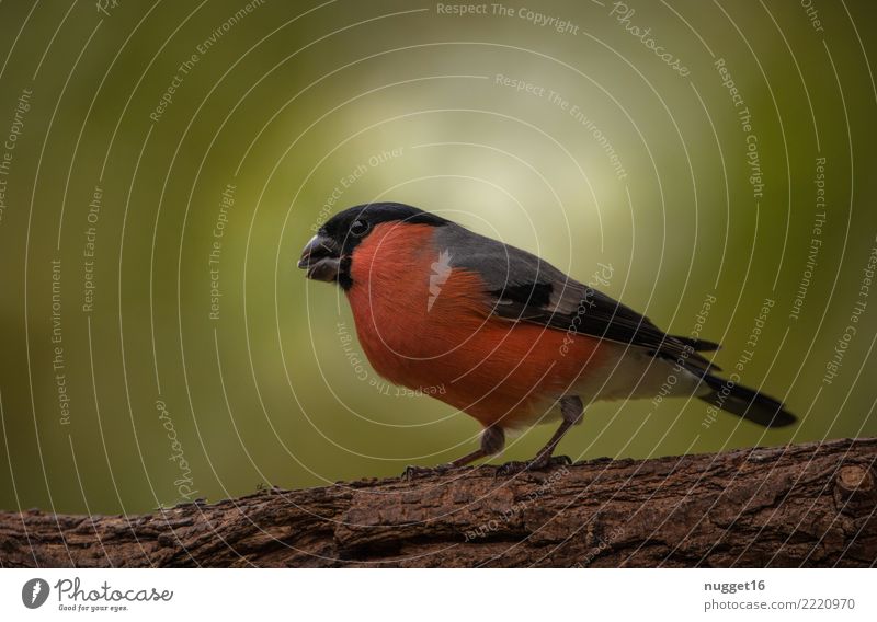 Bullfinch / bullfinch Environment Nature Animal Spring Summer Autumn Climate Beautiful weather Plant Tree Wild plant Garden Park Meadow Forest Wild animal Bird