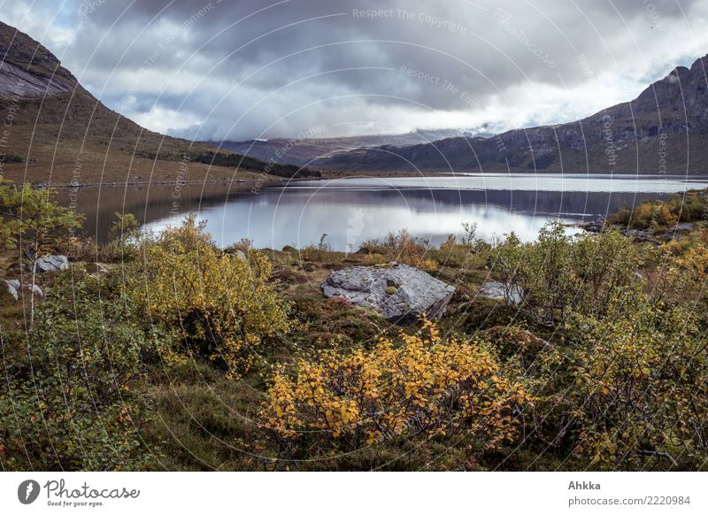 Fjord, dull, autumn landscape, Lofoten, Norway Landscape Clouds Autumn Bad weather Rain Bushes Mountain Lofotes Wet Yellow Gray Emotions Loneliness Uniqueness