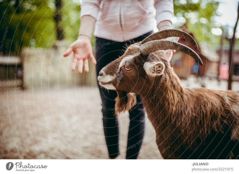 Young woman feeding goat in the zoo Animal Goats Feeding horns Pet Wild Nature