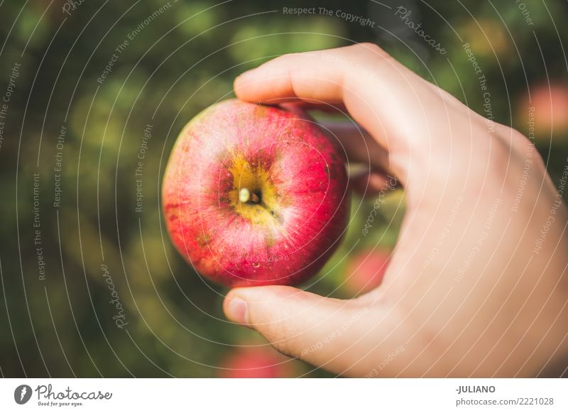 Close up of hands holding apple Food Fruit Apple Lifestyle Healthy Healthy Eating Diet Beautiful Uniqueness Delicious Natural Juicy Sour Sweet Power