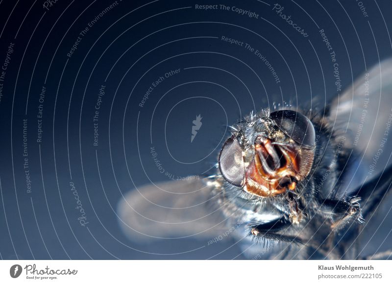 Portrait of a dried house fly Environment Nature Animal Fly Animal face 1 Discover Looking Blue Grand piano Legs secondary eyes Compound eye imago Curiosity