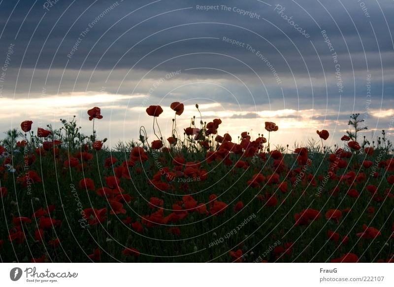 Poppy seed and sky Landscape Sky Clouds Summer Blossom Field Blossoming Esthetic Natural Beautiful Horizon Nature Moody Colour photo Evening Gorgeous