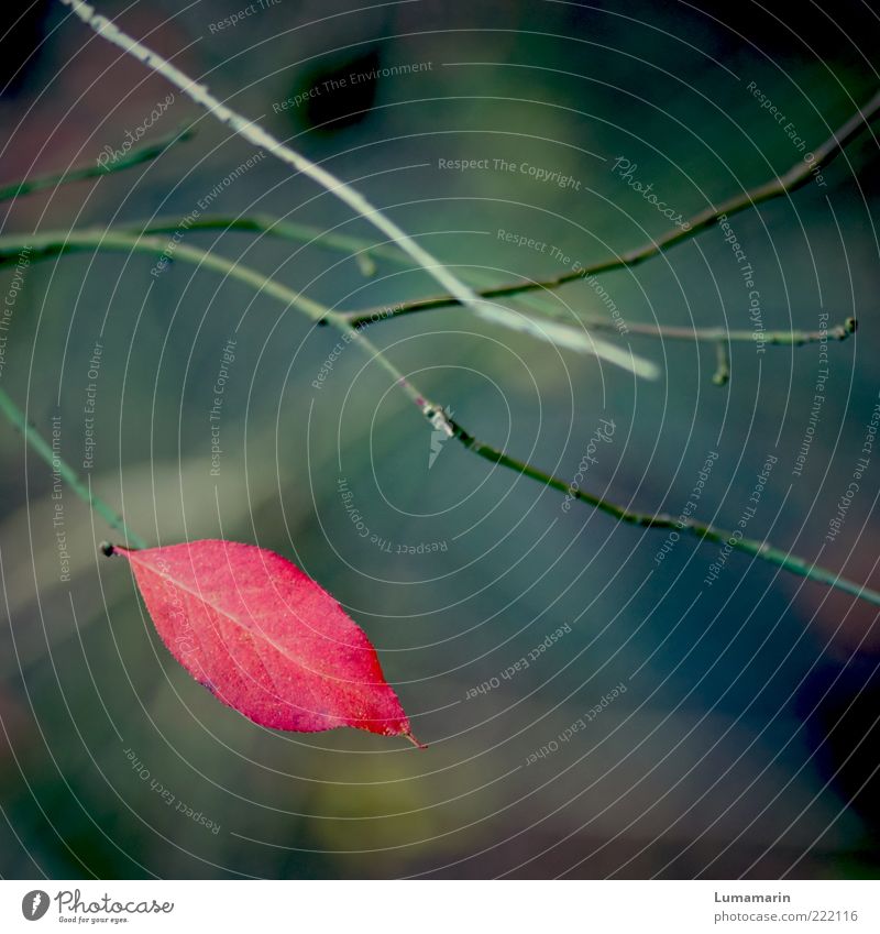 farewell kiss Environment Nature Plant Autumn Leaf Exceptional Dark Simple Beautiful Uniqueness Cold Near Natural Red Moody Loneliness Transience Change