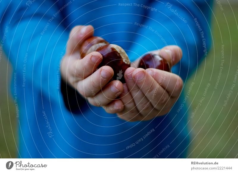 Boy holds chestnuts Chestnut Autumn Autumnal Child Infancy hands stop To hold on Indicate Blue Detail Close-up Exterior shot Brown Glittering Joy Discover