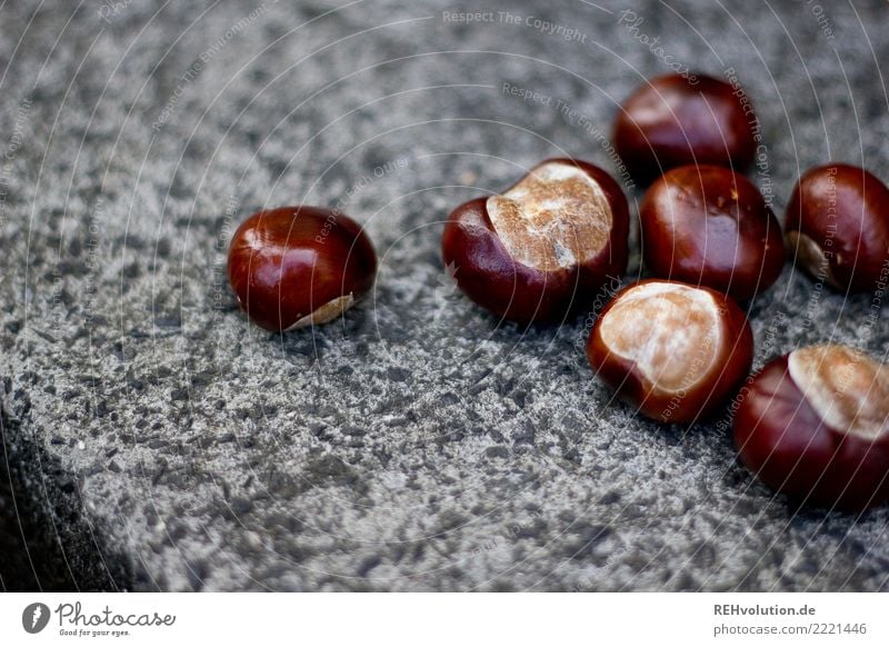 chestnuts Autumn Chestnut tree Concrete Lie Glittering Brown Gray Colour photo Subdued colour Exterior shot Close-up Detail Macro (Extreme close-up)